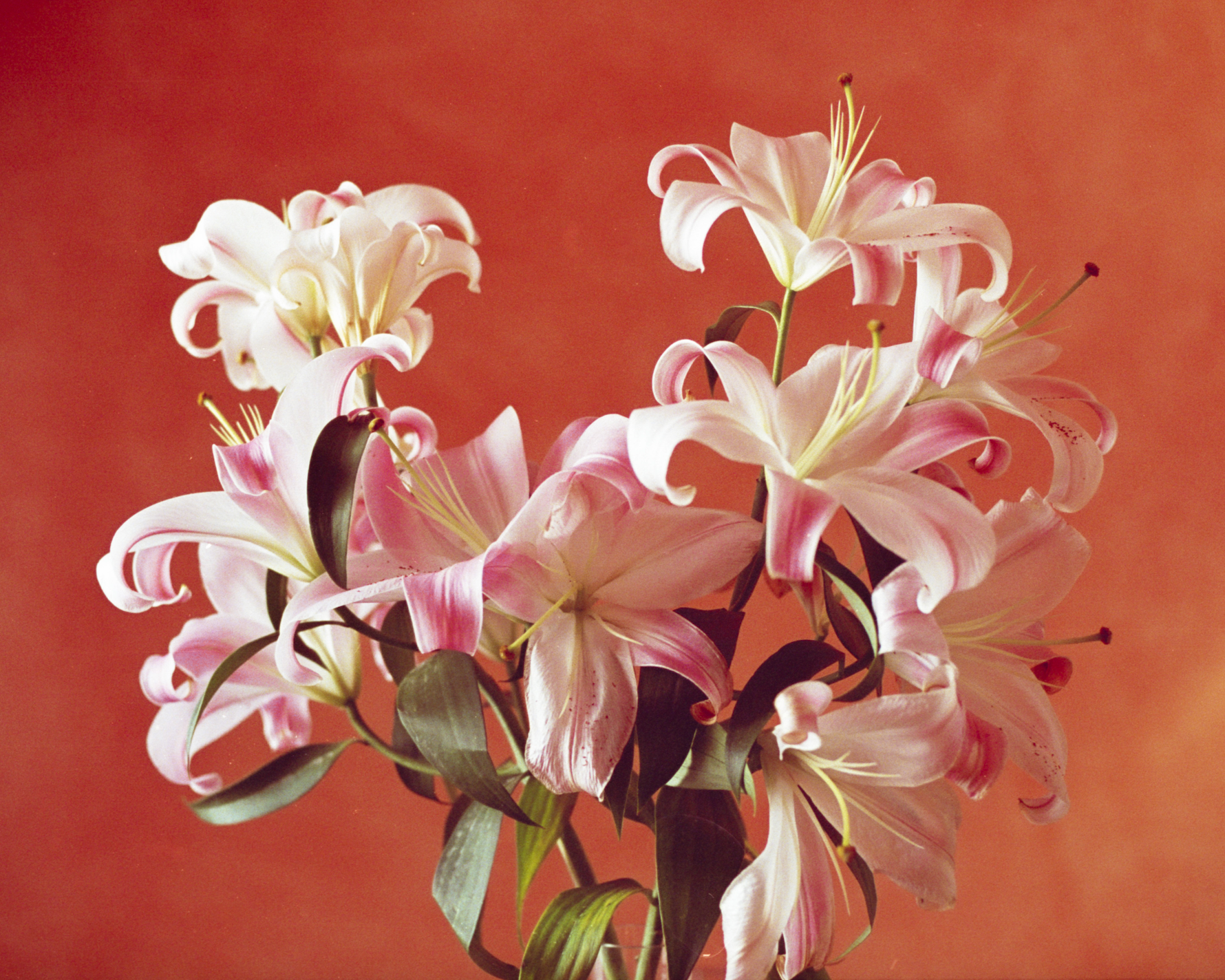 Untitled (CDMX Lilies), 2023