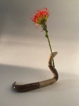 Snake Series 1