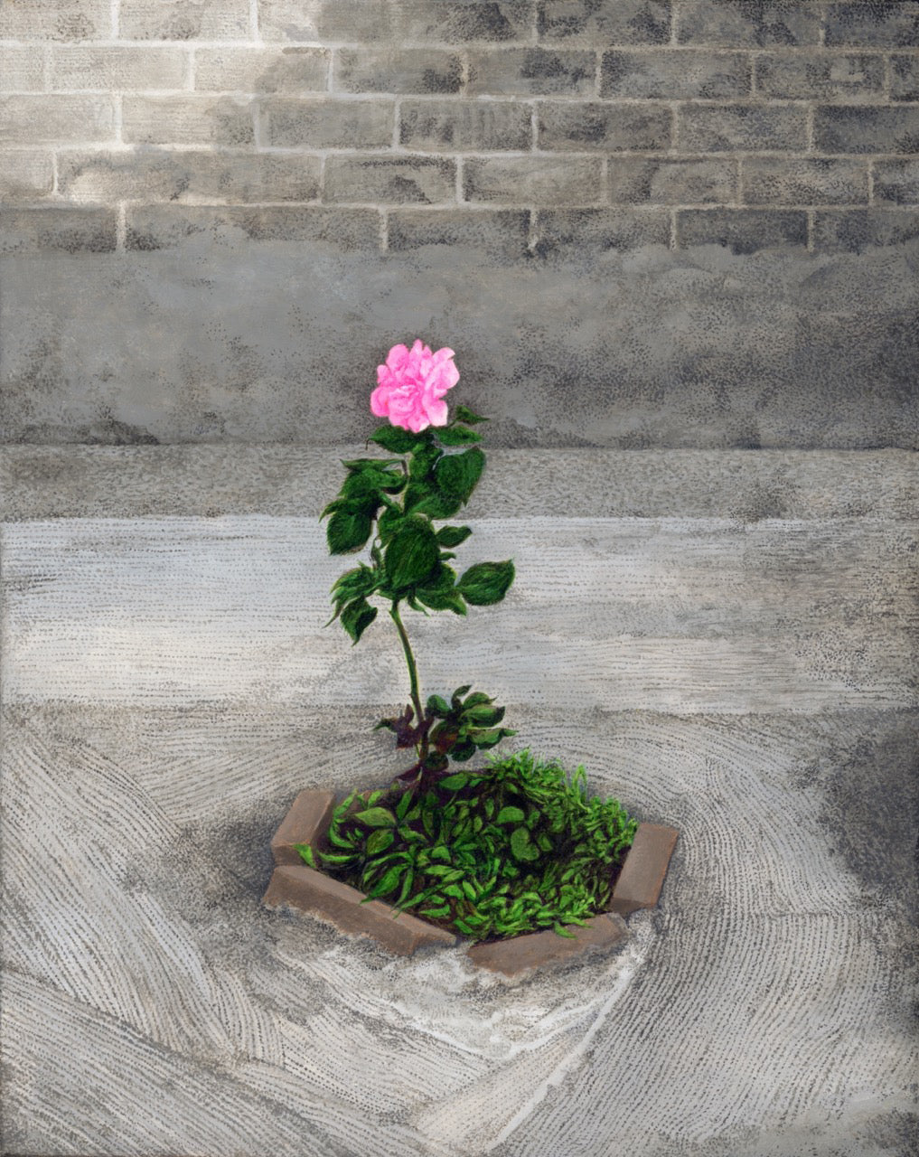 Concrete Rose