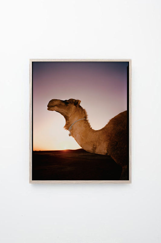 Desert Solitaire